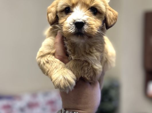 Maltipoo Bebeklerimiz Için Arayabilirsiniz