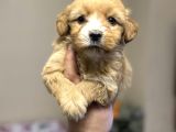 Maltipoo Bebeklerimiz Için Arayabilirsiniz