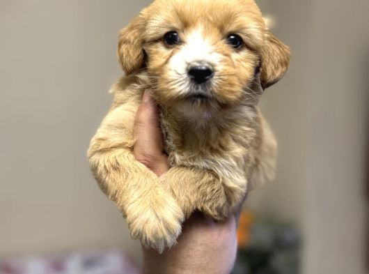 Maltipoo Bebeklerimiz Için Arayabilirsiniz görsel