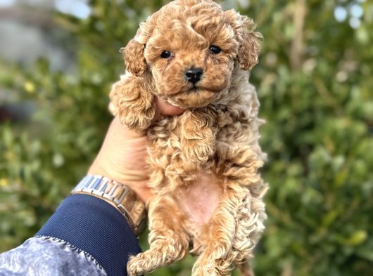 Toy Poodle Teacup Yavru Irkının En Iyisi görsel
