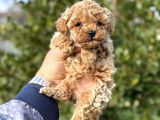 Toy Poodle Teacup Yavru Irkının En Iyisi