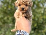 Toy Poodle Teacup Yavru Irkının En Iyisi
