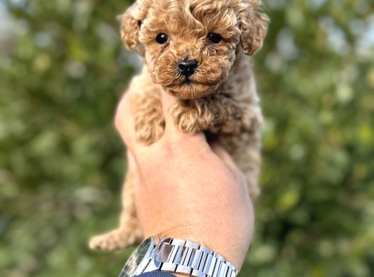 Toy Poodle Teacup Yavru Irkının En Iyisi