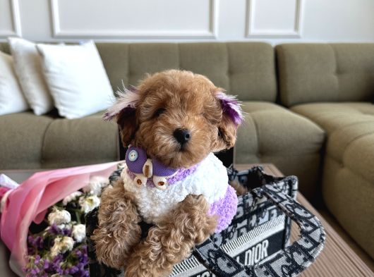 Tatlı Mı Tatlı Toypoodle Daisy görsel