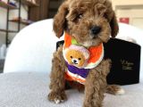 Özel Renk Dağılımıyla Toypoodle Luna