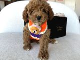 Özel Renk Dağılımıyla Toypoodle Luna