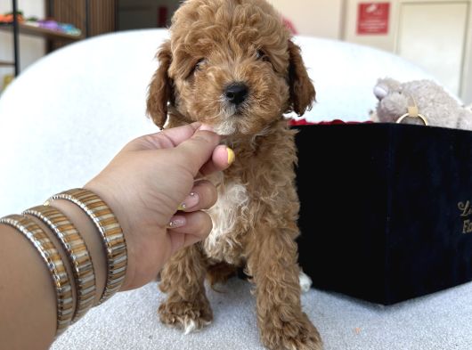 Özel Renk Dağılımıyla Toypoodle Luna görsel