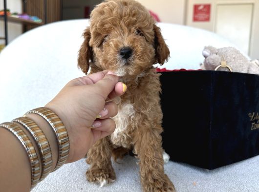 Özel Renk Dağılımıyla Toypoodle Luna görsel