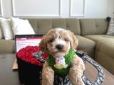 Özel Partycolor Renkli Maltipoo Viski