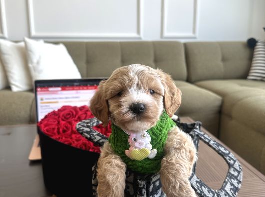 Özel Partycolor Renkli Maltipoo Viski görsel