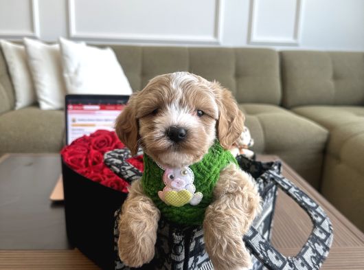 Özel Partycolor Renkli Maltipoo Viski