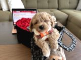 Bebek Suratlı Maltipoo Büyümez