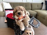 Bebek Suratlı Maltipoo Büyümez