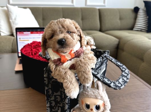 Bebek Suratlı Maltipoo Büyümez görsel