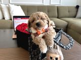 Bebek Suratlı Maltipoo Büyümez