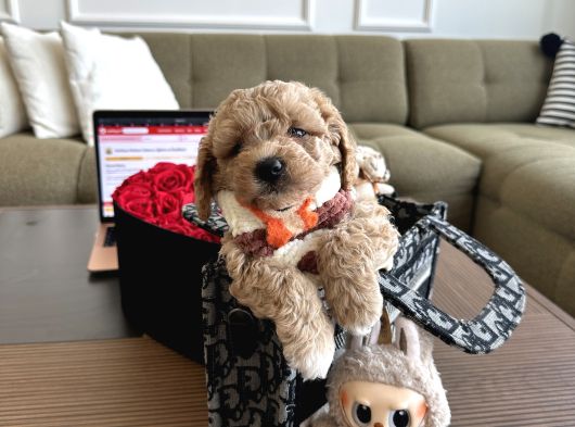 Bebek Suratlı Maltipoo Büyümez görsel