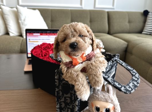 Bebek Suratlı Maltipoo Büyümez