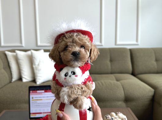 Kore Kan Maltipoo Yuki görsel