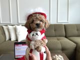 Kore Kan Maltipoo Yuki