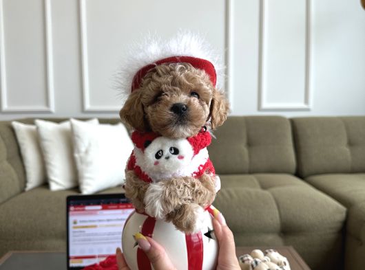 Kore Kan Maltipoo Yuki