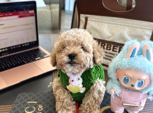 Maltipoo Bebeğimiz Yuvasını Arıyor görsel