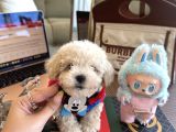 Oyuncak Gibi Maltipoo Bonibon