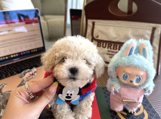 Oyuncak Gibi Maltipoo Bonibon görsel