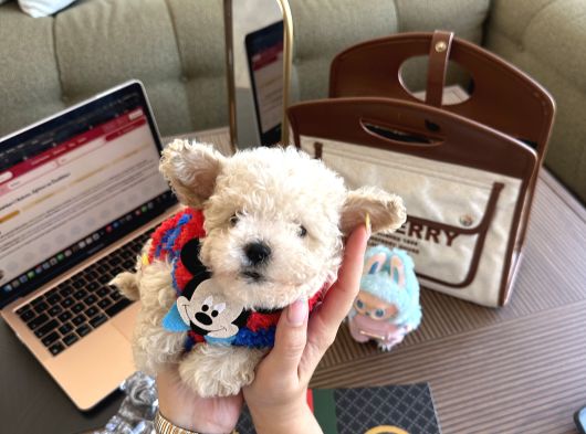 Oyuncak Gibi Maltipoo Bonibon görsel