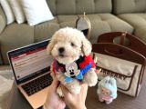 Oyuncak Gibi Maltipoo Bonibon