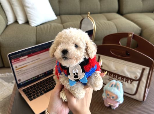 Oyuncak Gibi Maltipoo Bonibon görsel