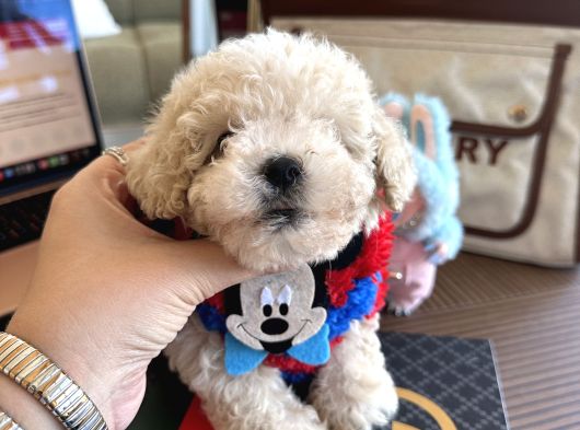 Oyuncak Gibi Maltipoo Bonibon