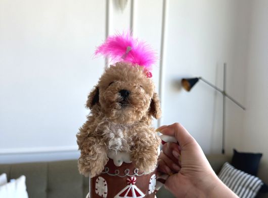 Mini Boy Kızım Lolipop görsel