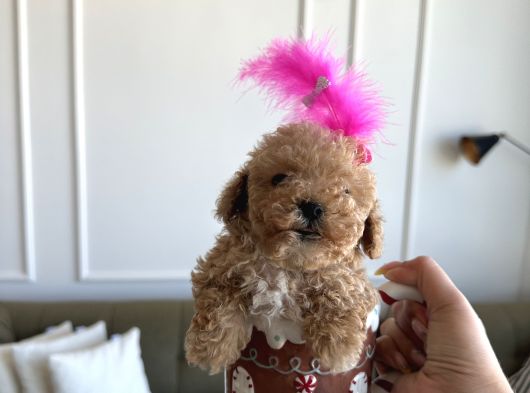 Mini Boy Kızım Lolipop görsel