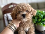 Yakısıklı Maltipoo Oğlumuz Toffie