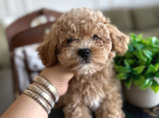 Yakısıklı Maltipoo Oğlumuz Toffie görsel