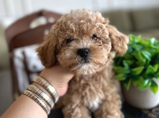 Yakısıklı Maltipoo Oğlumuz Toffie görsel