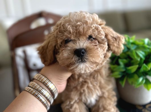 Yakısıklı Maltipoo Oğlumuz Toffie