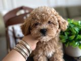 Yakısıklı Maltipoo Oğlumuz Toffie