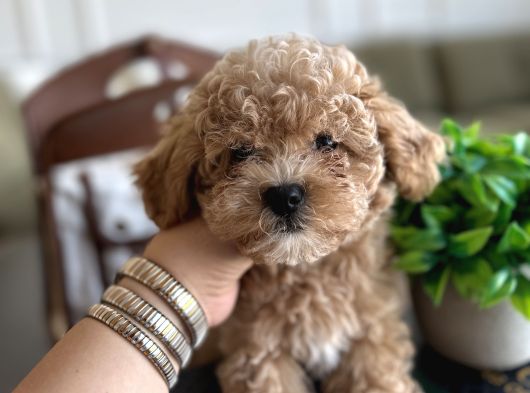 Yakısıklı Maltipoo Oğlumuz Toffie görsel