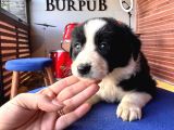 Ruhsatlı Çiftlikten Border Collie