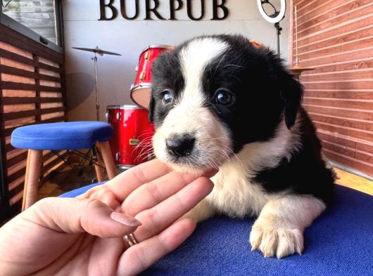 Ruhsatlı Çiftlikten Border Collie görsel