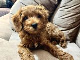 Çok Güzel Erkek Toy Poodle 3 Aylık Yavru Köpek