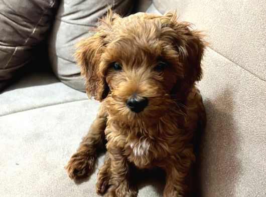 Çok Güzel Erkek Toy Poodle 3 Aylık Yavru Köpek görsel