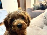 Çok Güzel Erkek Toy Poodle 3 Aylık Yavru Köpek
