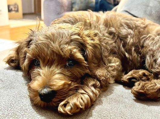 Çok Güzel Erkek Toy Poodle 3 Aylık Yavru Köpek görsel