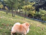 Pomeranian Tilki Surat Uygun 18 Aylık Eğitimli