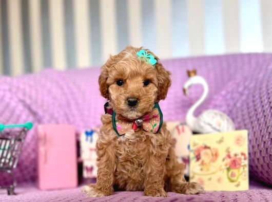 Mi̇ni̇ Boy Malti̇poo Bebekler