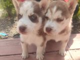 Sibirya Husky Yavrulari Mama Ve Malzeme Kampanya