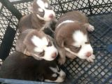 Sibirya Husky Yavrulari Mama Ve Malzeme Kampanya