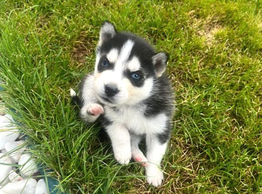 Sibirya Husky Yavrulari Mama Ve Malzeme Kampanya görsel